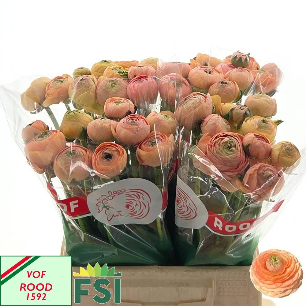 Ranunkel apricot Amandine Tango 40 Gramm 44cm