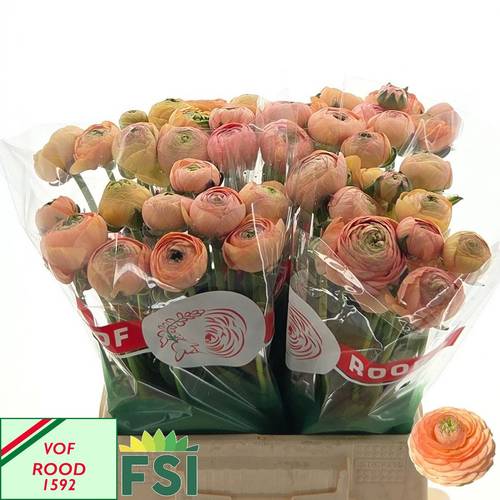 Ranunkel apricot Amandine Tango 40 Gramm 44cm