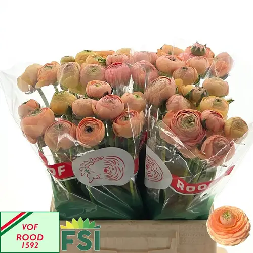 Ranunkel apricot Amandine Tango 40 Gramm 44cm