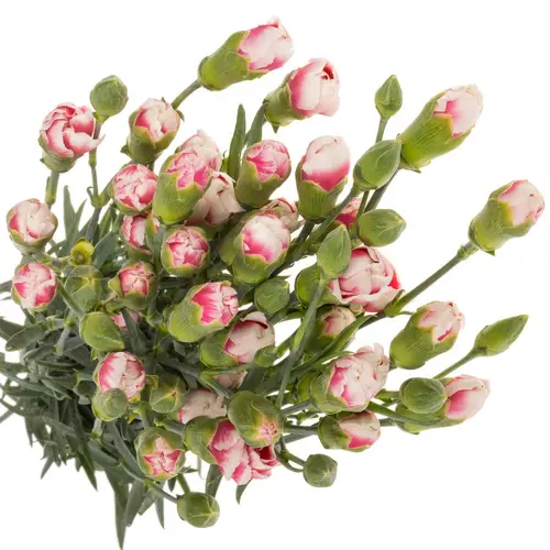 Spraynelke rosa/weiss Cherry Marvel 60cm