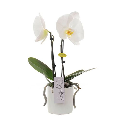Phal.2-R weiss Singolo Tosha T09 H30