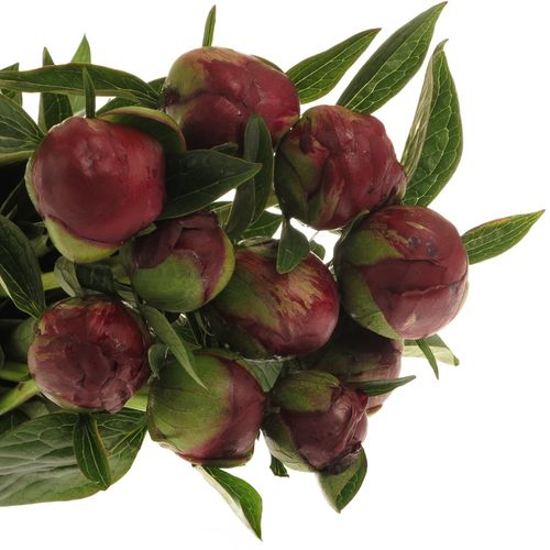 Pfingstrose rot Buckeye 60cm