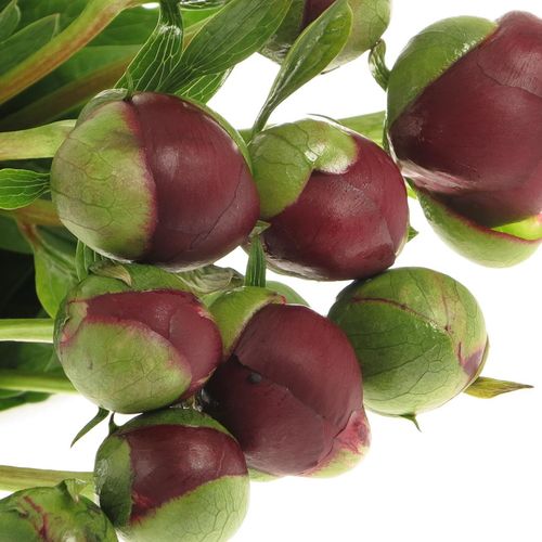 Pfingstrose rot Buckeye 60cm