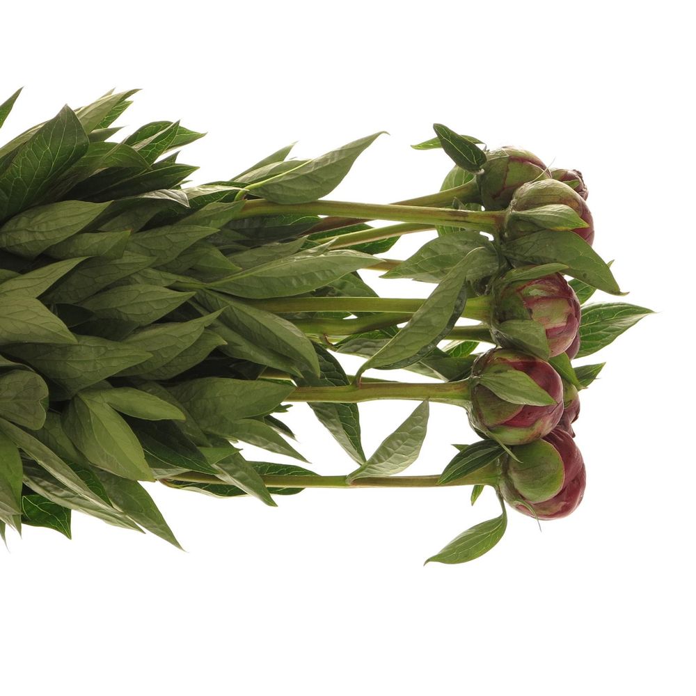 Pfingstrose rot Buckeye 60cm