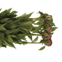 Pfingstrose rot Buckeye 60cm