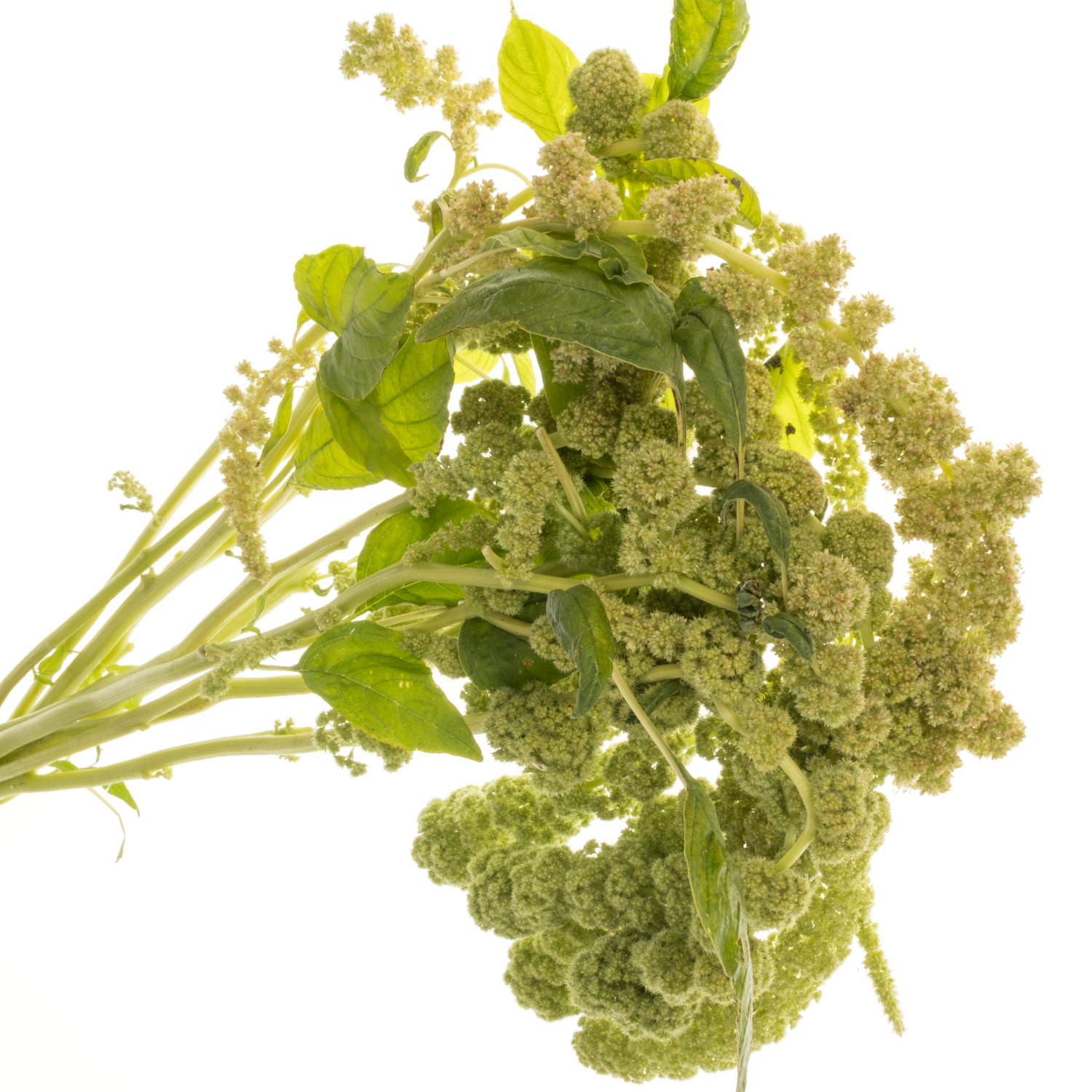 Amaranthus hang hell grün Cycloop 75cm