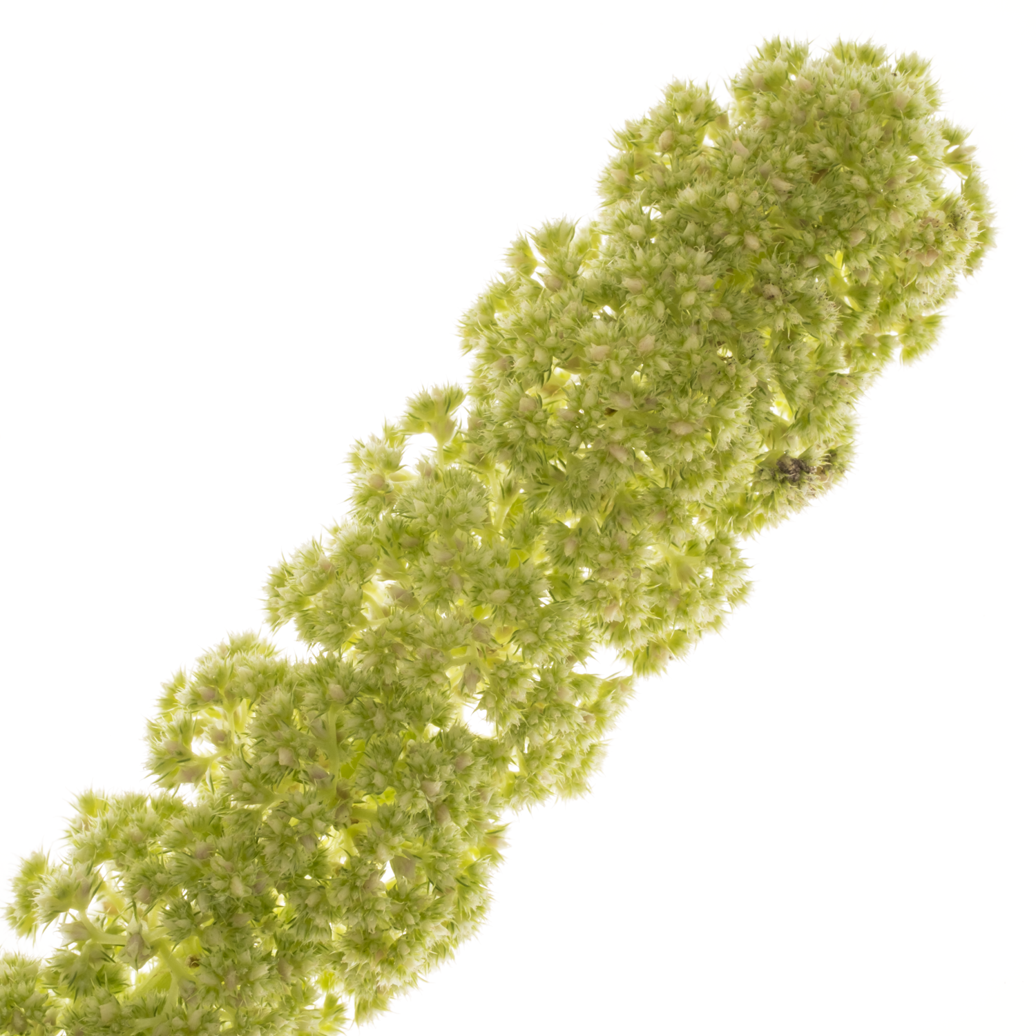 Amaranthus hang hell grün Cycloop 75cm