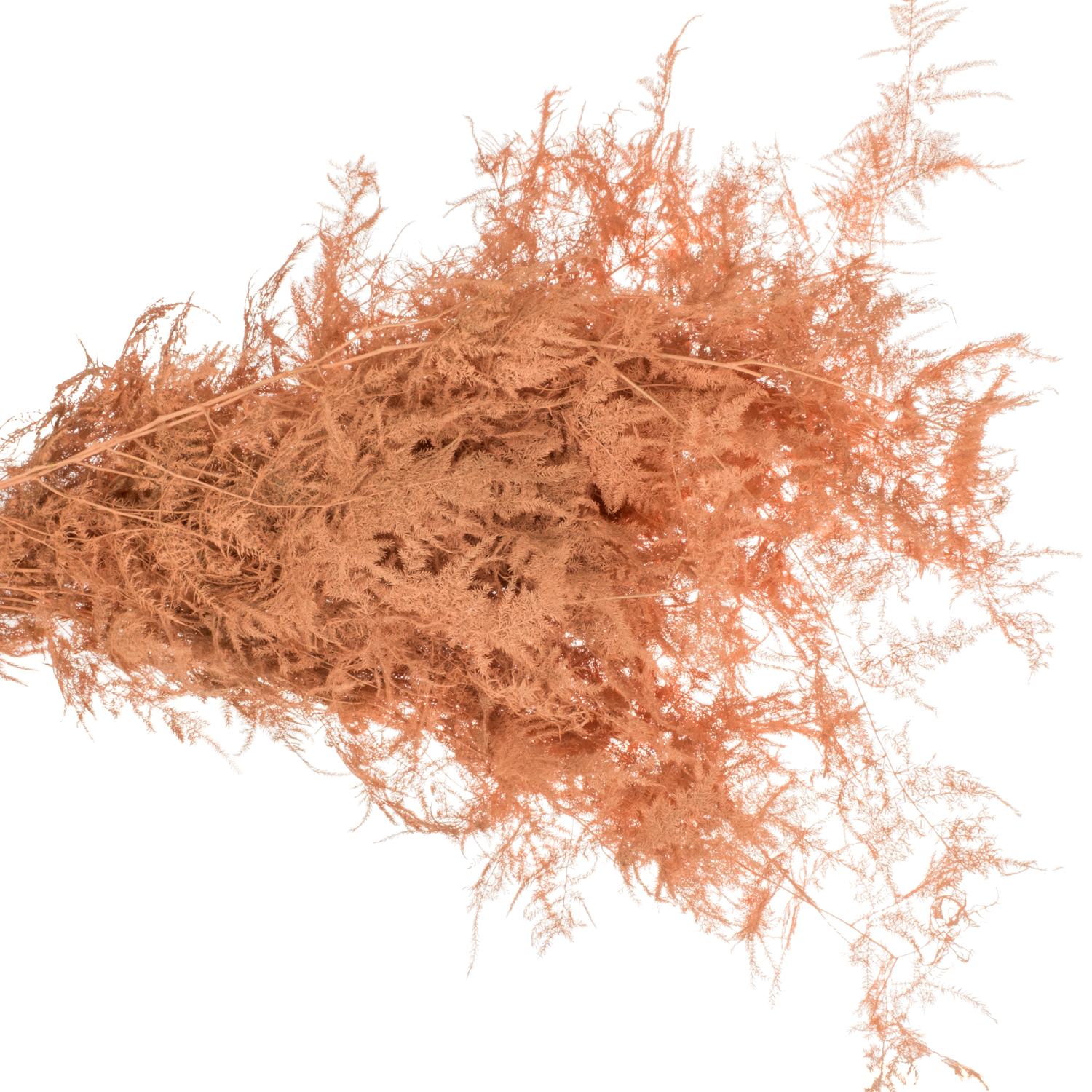 Plumosus apricot gefärbt 85cm