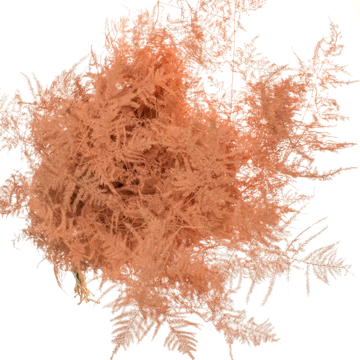 Plumosus apricot gefärbt 85cm
