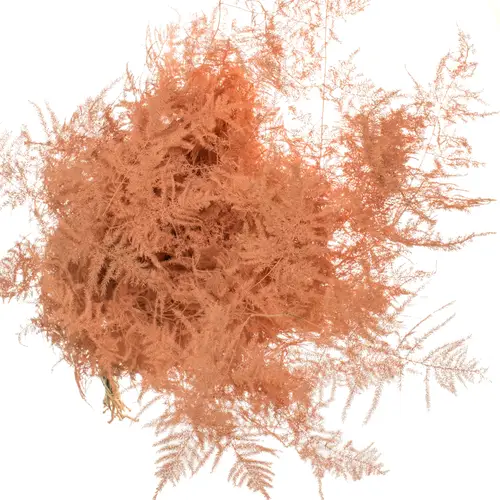 Plumosus apricot gefärbt 85cm