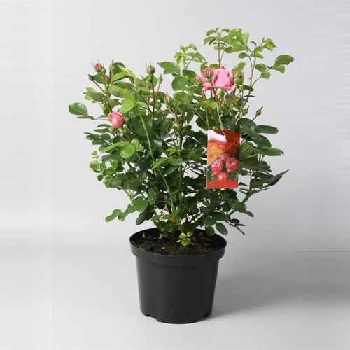 rosa Loenardo T23 H50