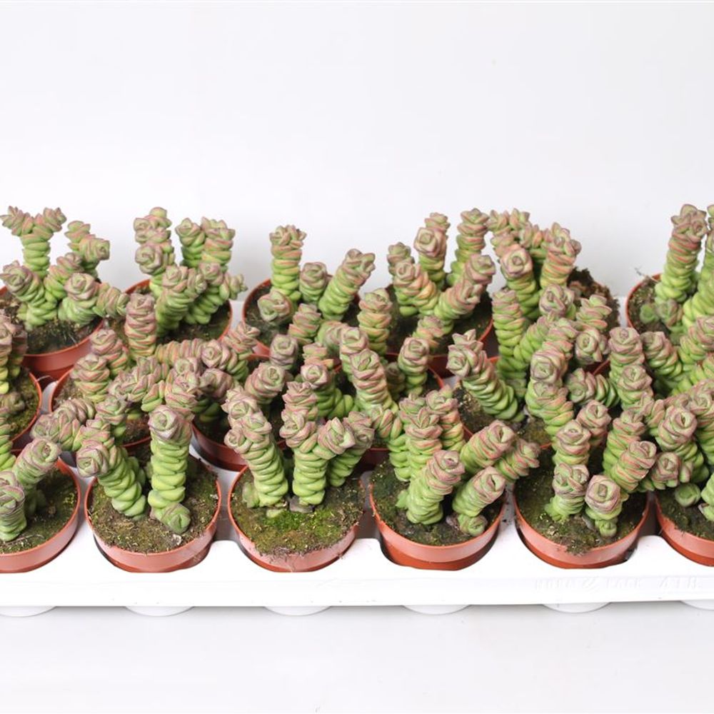 Crassula Marmeria T08 H18