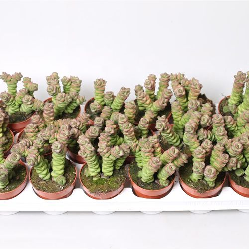 Crassula Marmeria T08 H18