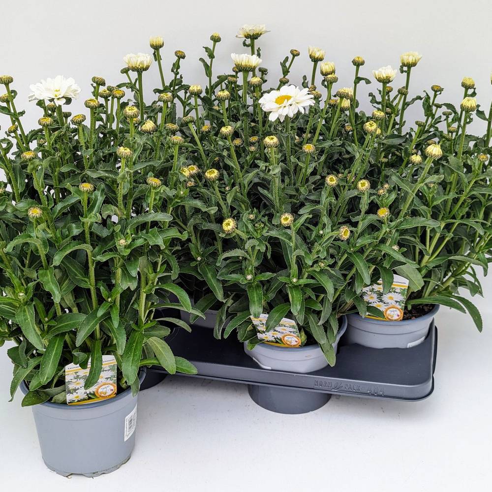 Leucanthemum Sweet Daisy T17 H045