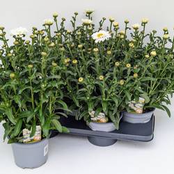 Leucanthemum Sweet Daisy T17 H045