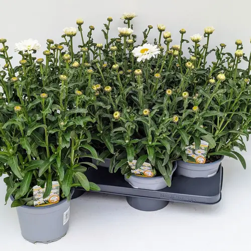 Leucanthemum Sweet Daisy T17 H045