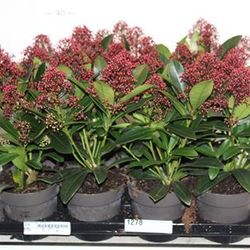 Skimmia Jap rot Schnapchen Von Uhr
