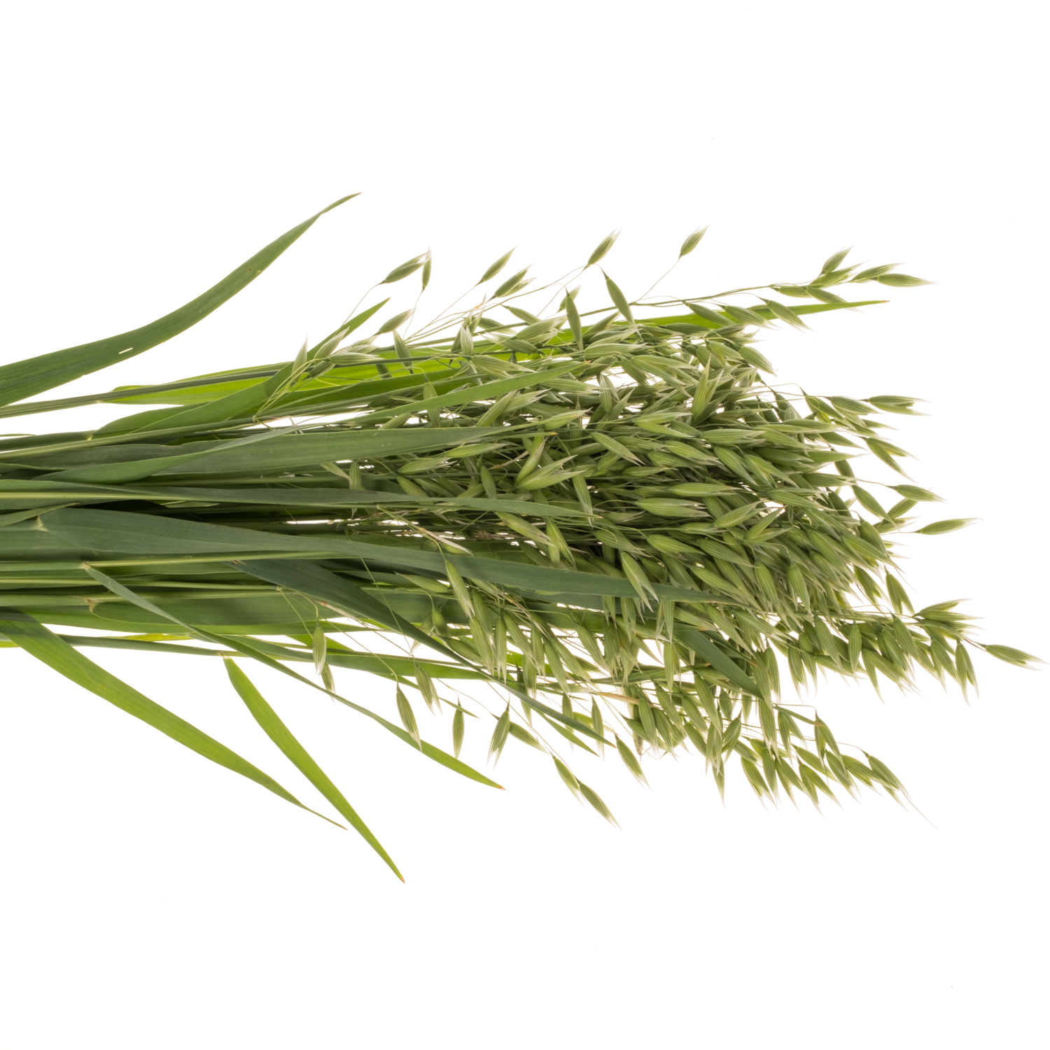 Ziergras dunkel grün Avena sterilis 75cm