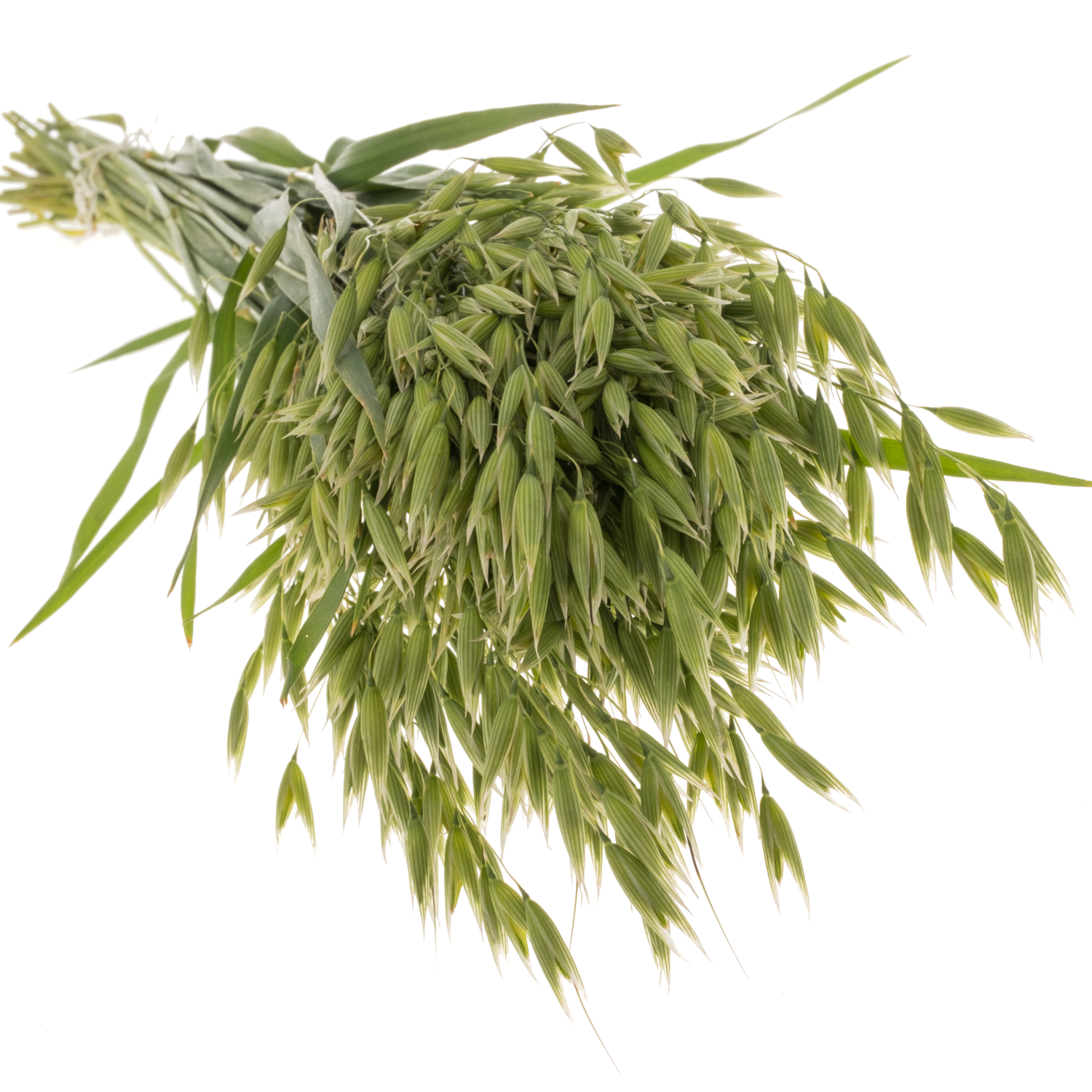 Ziergras dunkel grün Avena sterilis 75cm