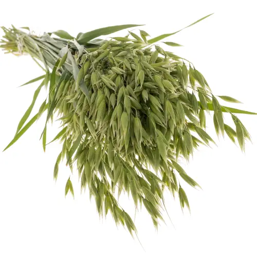 Ziergras dunkel grün Avena sterilis 75cm