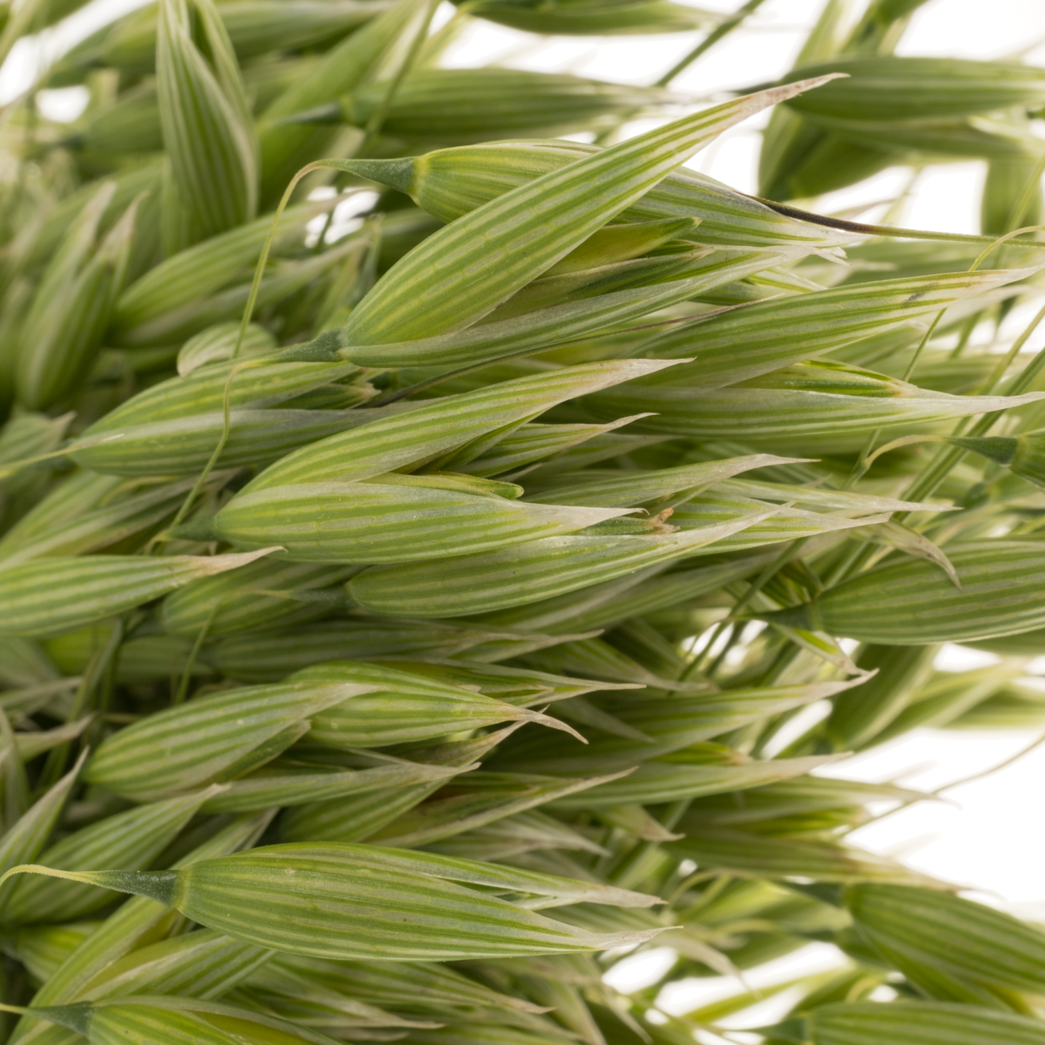 Ziergras dunkel grün Avena sterilis 75cm