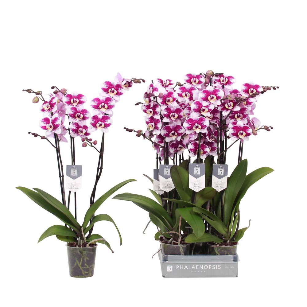 Phal.3-R Barcelona T12 H060