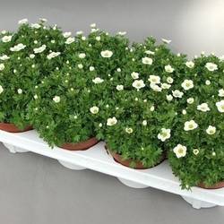 Saxifraga Touran weiss T13 H015