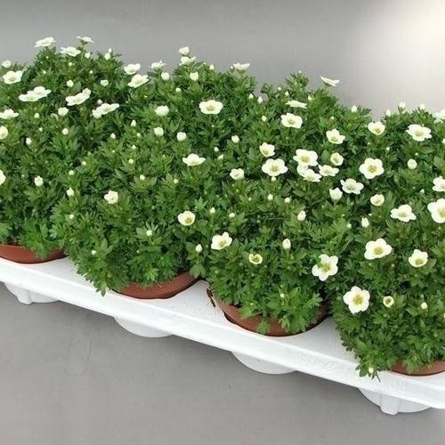 Saxifraga Touran weiss T13 H015