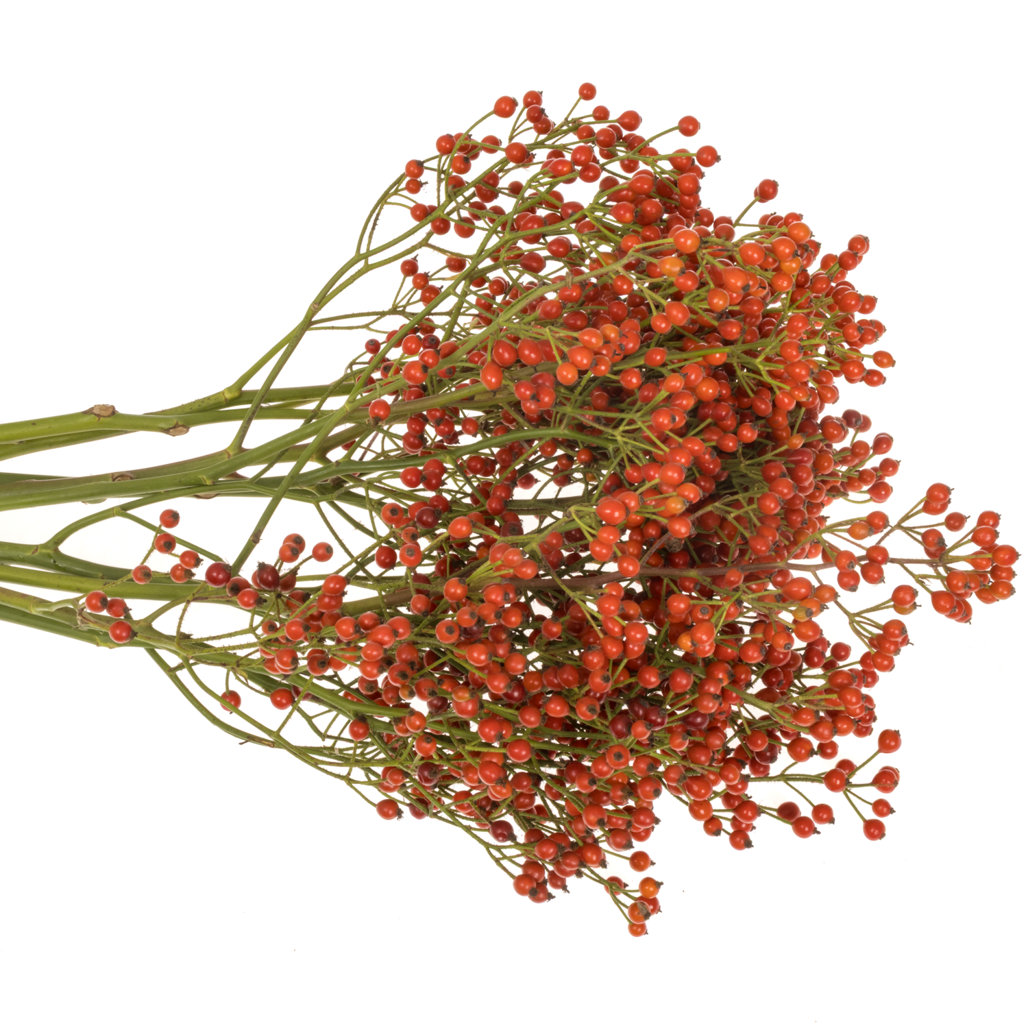 Hagebutte rot Autumn 60cm