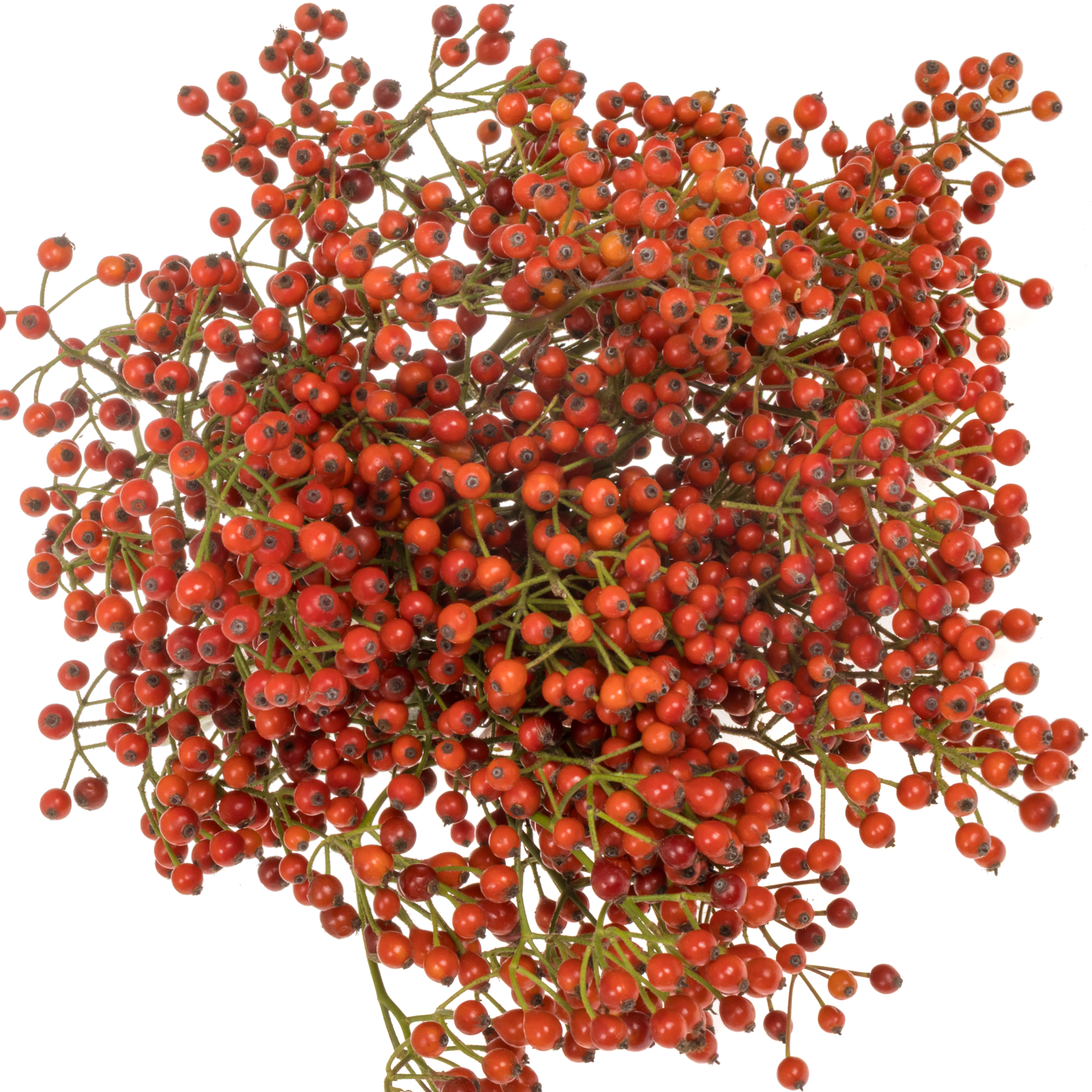 Hagebutte rot Autumn 60cm