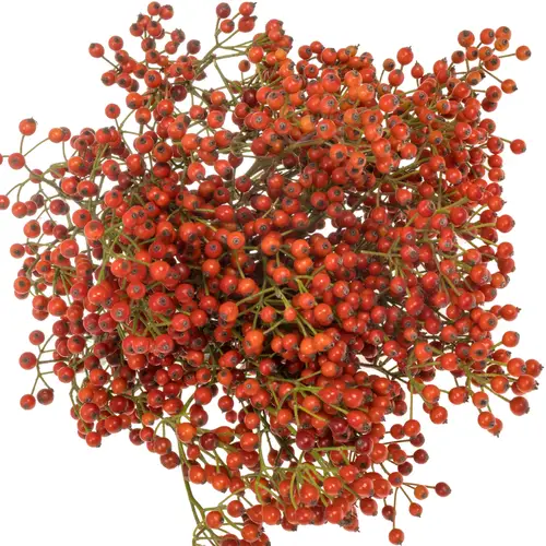 Hagebutte rot Autumn 60cm