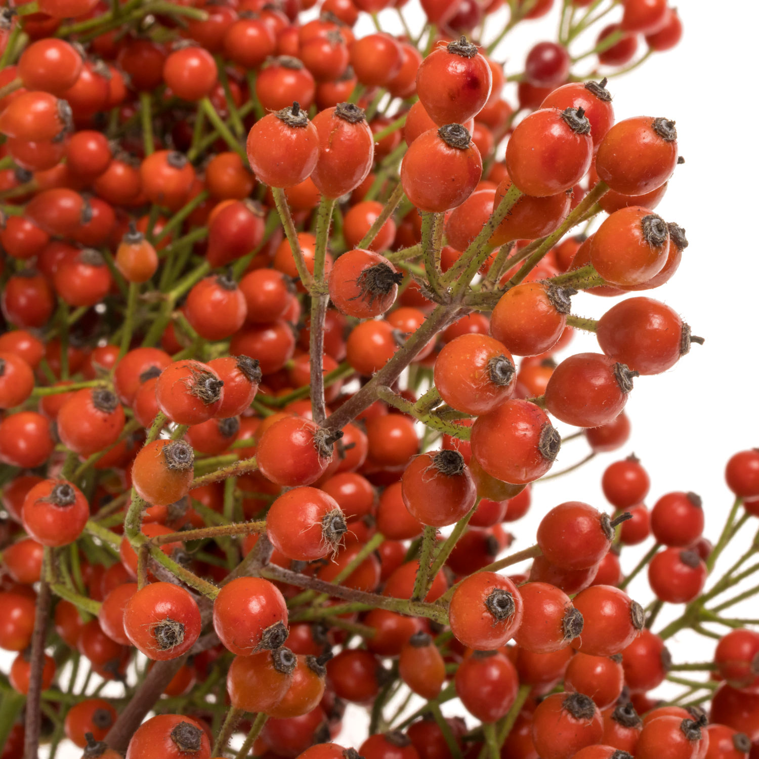 Hagebutte rot Autumn 60cm