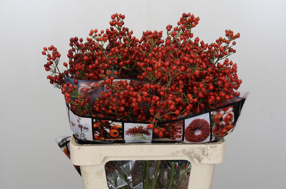 Hagebutte rot Autumn 60cm