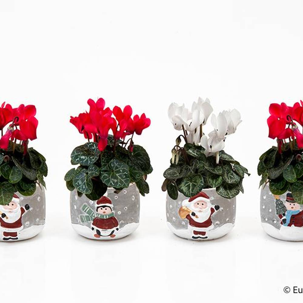 Cyclamen mix im Topf Weihnachten E3416 T06 H012
