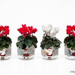 Cyclamen mix im Topf Weihnachten E3416 T06 H012