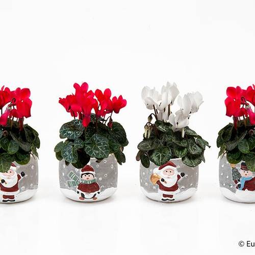 Cyclamen mix im Topf Weihnachten E3416 T06 H012