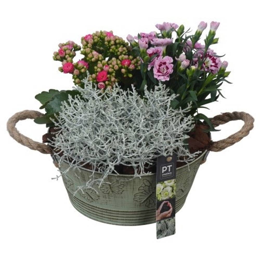 Garten.Arr PTSO6007 T23 H026