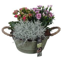 Garten.Arr PTSO6007 T23 H026