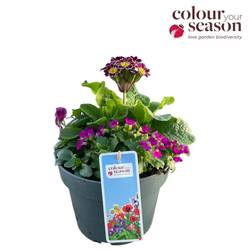 Arabis/Primula/ViolaCornuta mix im Topf Cancun T19 H035