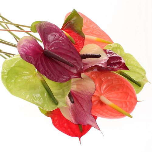 Anthurium mix 4 Farbe Blüte 8cm