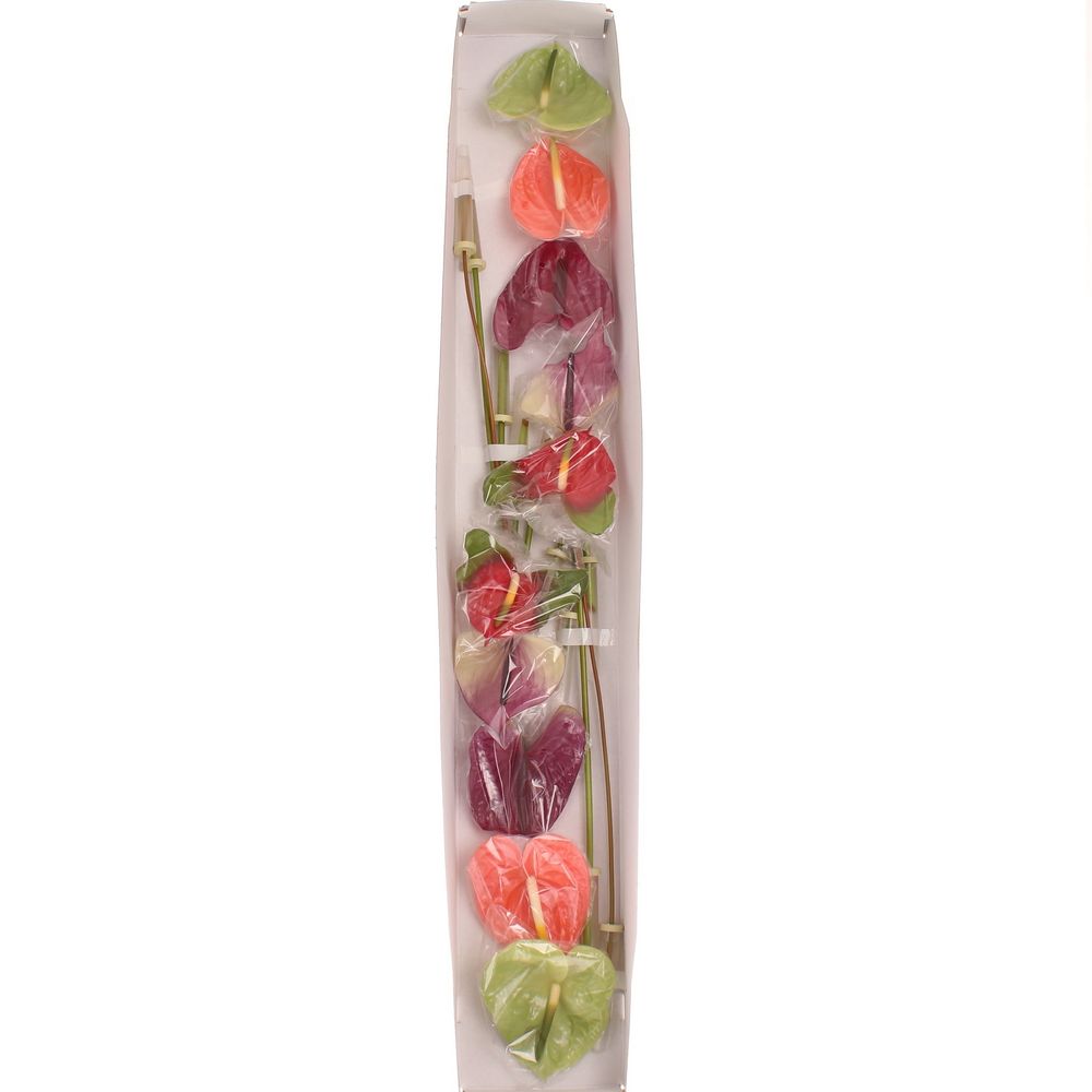 Anthurium mix 4 Farbe Blüte 8cm