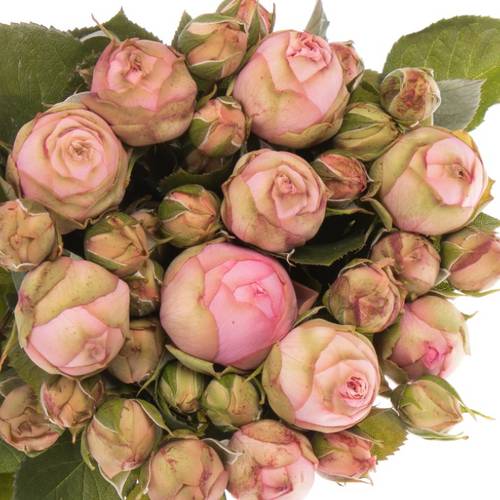Rose Freiland rosa Happy Piano 2+Blüte 35cm