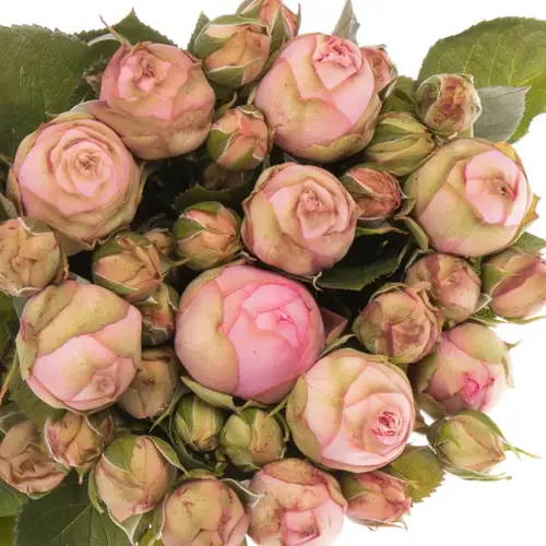 Rose Freiland rosa Happy Piano 2+Blüte 35cm