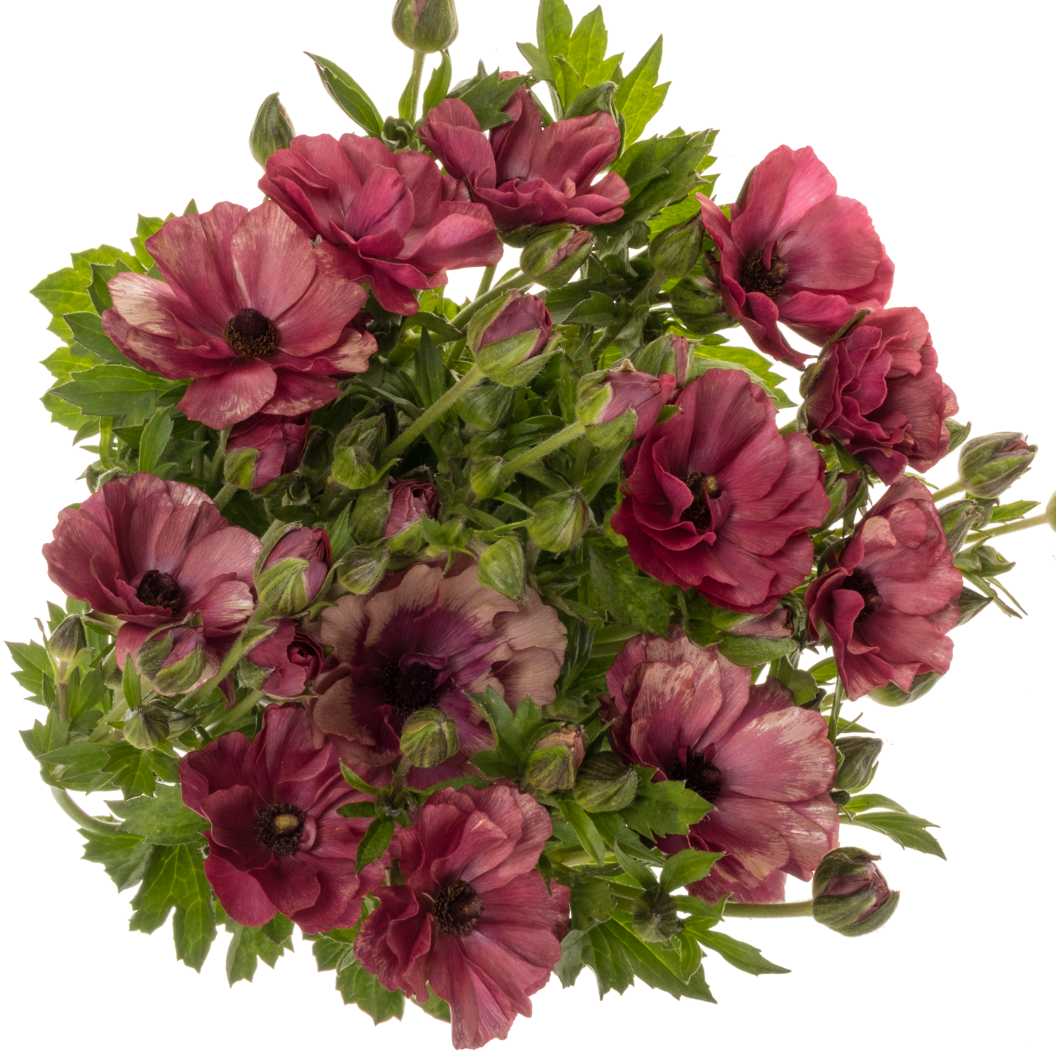 Ranunkel lila-dunkel lila Magical Raspberry Rippl 45cm