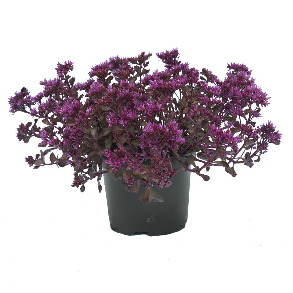 Sedum Deep Rose T19 H40