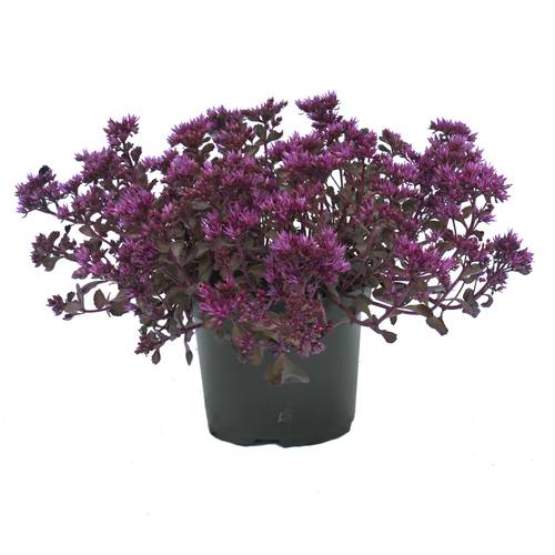 Sedum Deep Rose T19 H40