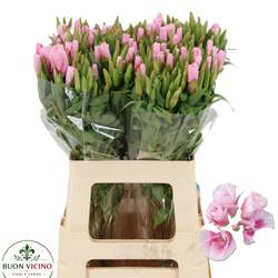 Godetia hell rosa Grace Rose Pink 60cm