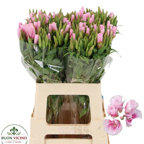 Godetia hell rosa Grace Rose Pink 60cm