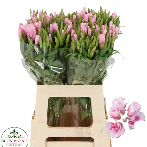 Godetia hell rosa Grace Rose Pink 60cm