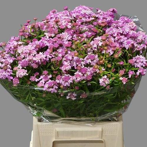 Iberis rosa 45cm